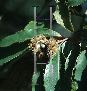 Picture of Castanea pumila 