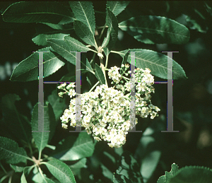 Picture of Heteromeles arbutifolia 