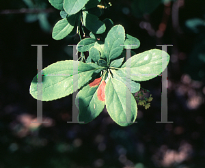 Picture of Berberis koreana 