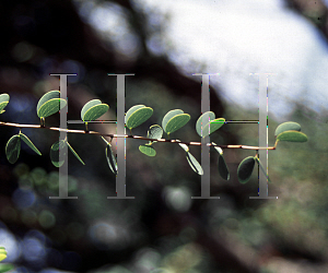 Picture of Bauhinia carronii 