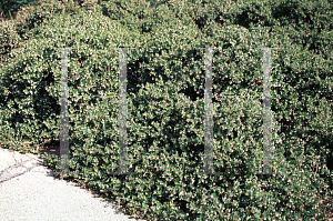 Picture of Arctostaphylos edmundsii 