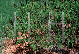 Picture of Amorpha nana 