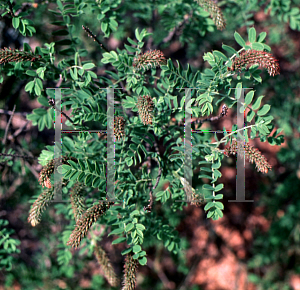 Picture of Amorpha nana 