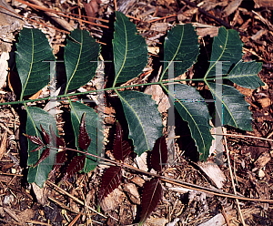 Picture of Azadirachta indica 