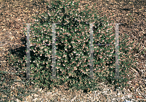 Picture of Arctostaphylos densiflora 'White Lanterns'