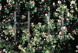 Picture of Arctostaphylos edmundsii 