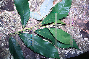 Picture of Castanea pumila 