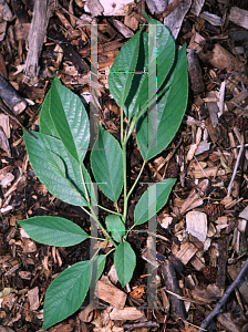Picture of Alnus japonica 