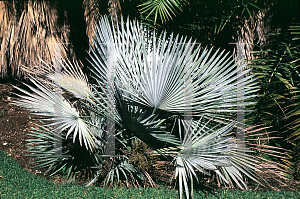 Picture of Brahea decumbens 