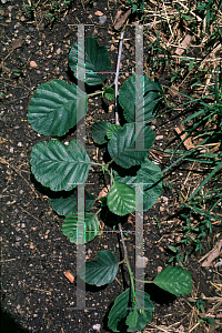 Picture of Alnus tenuifolia 