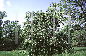 Picture of Alnus incana 'Pendula'