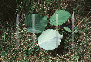 Picture of Alnus incana 'Pendula'