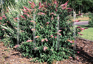 Picture of Buddleia davidii 'Nanhoensis'