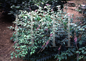 Picture of Buddleia lindleyana 