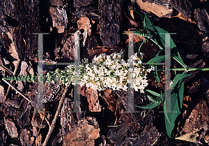 Picture of Buddleia davidii 'White Bouquet'