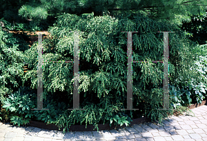 Picture of Buxus microphylla var. koreana 