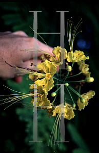 Picture of Caesalpinia pulcherrima var. flava 