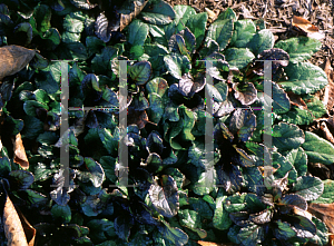 Picture of Ajuga reptans 