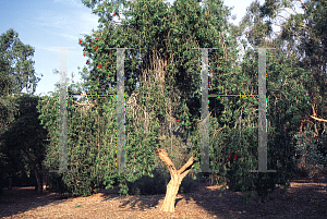 Picture of Callistemon citrinus 'Harkness'