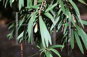 Picture of Callistemon citrinus 'Harkness'