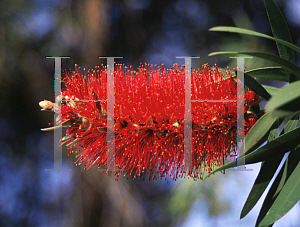 Picture of Callistemon citrinus 'Harkness'