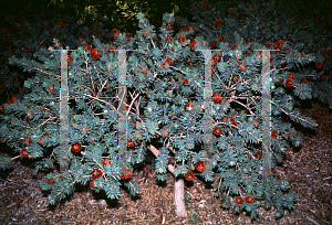 Picture of Callistemon  'Little John'