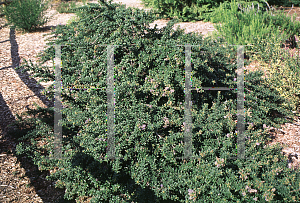 Picture of Ceanothus x 'Nipumu'