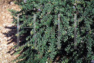 Picture of Ceanothus x 'Nipumu'