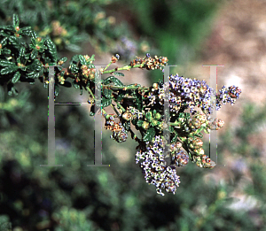 Picture of Ceanothus x 'Nipumu'