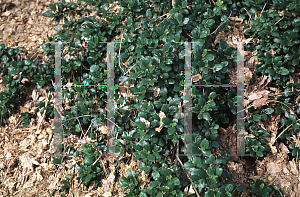 Picture of Ceanothus griseus var. horizontalis 