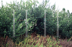 Picture of Ceanothus thyrsiflorus 