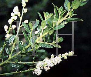 Picture of Ceanothus thyrsiflorus 