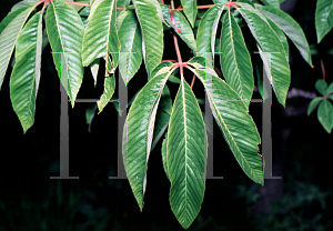 Picture of Aesculus pavia 