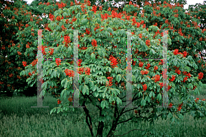 Picture of Aesculus pavia 