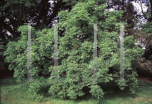 Picture of Aesculus glabra var. arguta 