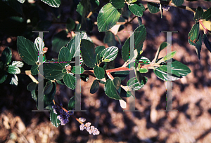 Picture of Ceanothus arboreus 'Cliff Schmidt'