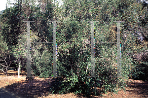 Picture of Cercocarpus montanus var. blancheae 