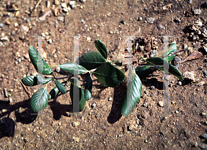 Picture of Cercocarpus montanus var. blancheae 