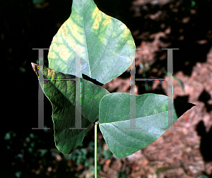 Picture of Cestrum fasciculatum 