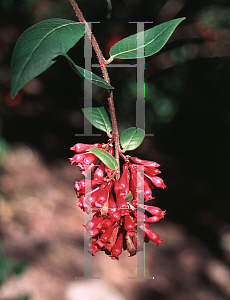 Picture of Cestrum fasciculatum 