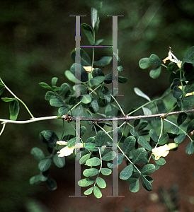 Picture of Caragana brevifolia 