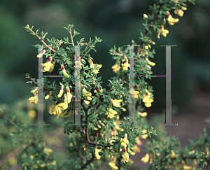 Picture of Caragana brevifolia 