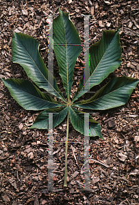 Picture of Aesculus turbinata 