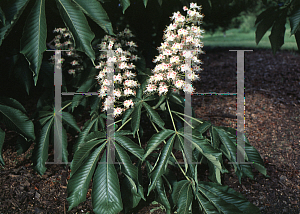 Picture of Aesculus turbinata 