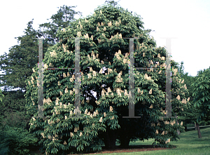 Picture of Aesculus turbinata 