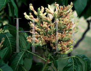 Picture of Aesculus sylvatica 