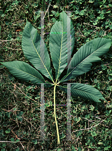 Picture of Aesculus sylvatica 