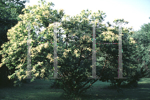 Picture of Castanea pumila 