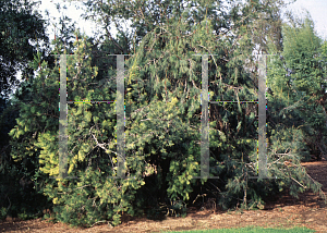 Picture of Casuarina equisetifolia 