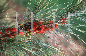 Picture of Casuarina equisetifolia 